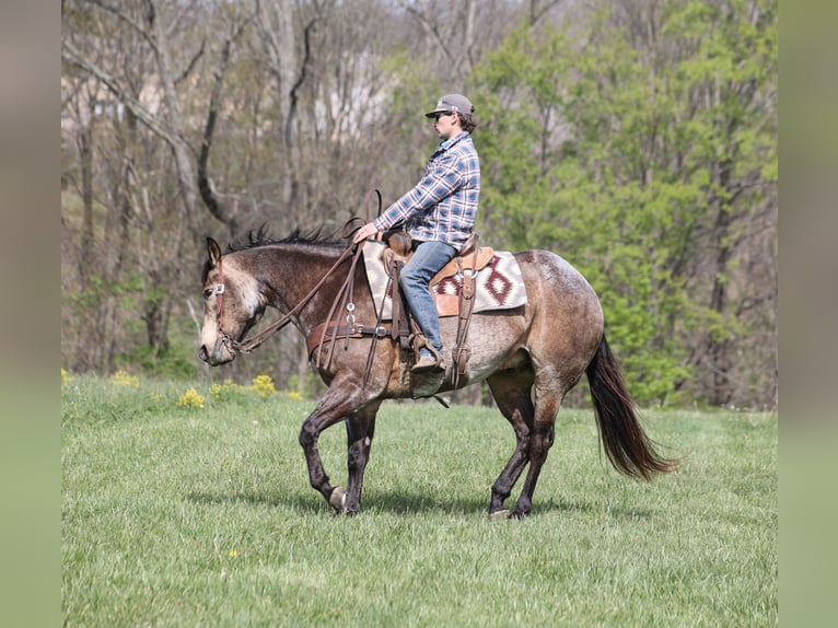 Caballo cuarto de milla Caballo castrado 8 años 157 cm Buckskin/Bayo in Mount Vernon