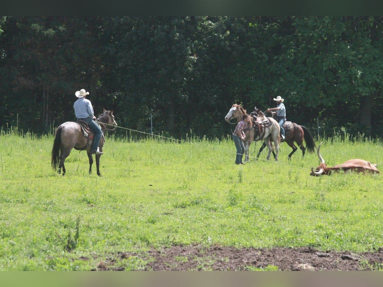 Caballo cuarto de milla Caballo castrado 8 años 157 cm Buckskin/Bayo in Mount Vernon