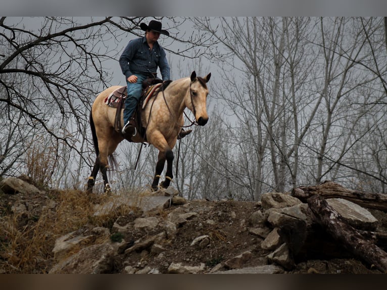 Caballo cuarto de milla Caballo castrado 8 años 157 cm Buckskin/Bayo in Plano