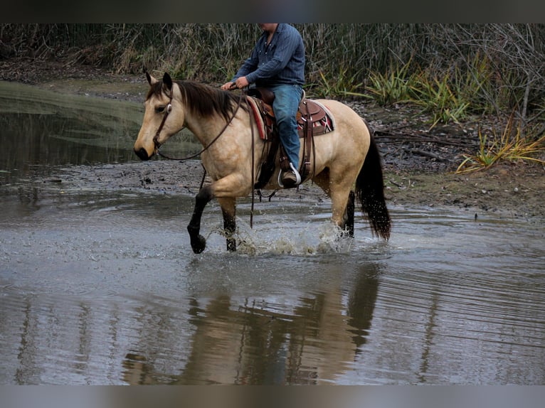 Caballo cuarto de milla Caballo castrado 8 años 157 cm Buckskin/Bayo in Plano
