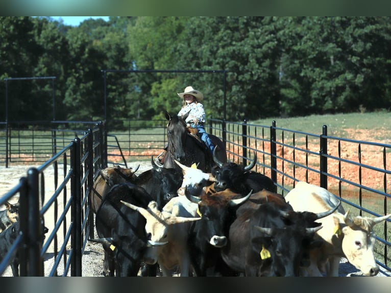 Caballo cuarto de milla Caballo castrado 8 años 157 cm Grullo in Mount Vernon