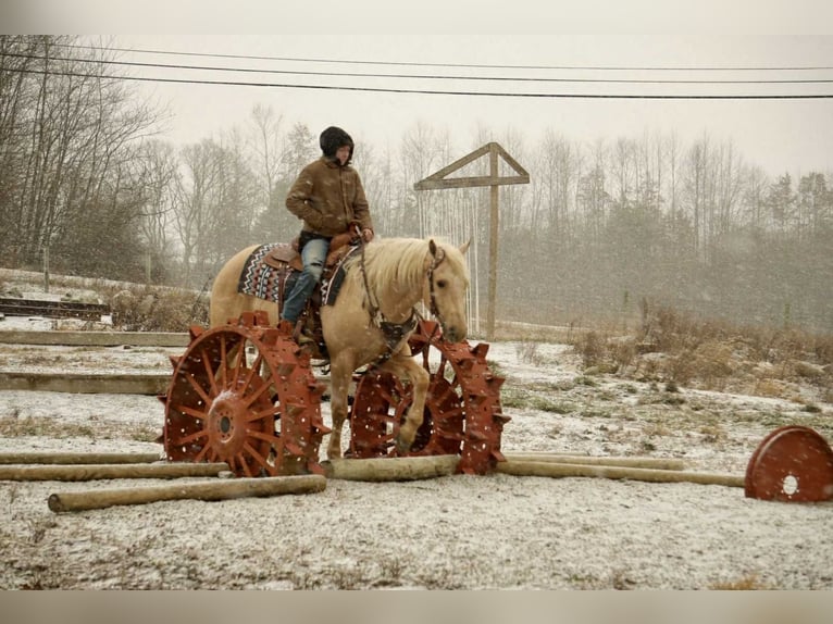Caballo cuarto de milla Caballo castrado 8 años 157 cm Palomino in Fresno