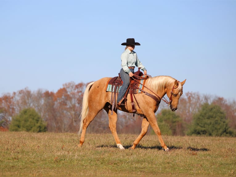 Caballo cuarto de milla Caballo castrado 8 años 157 cm Palomino in Clarion