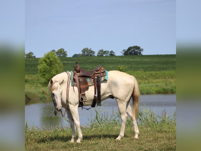 Caballo cuarto de milla Caballo castrado 8 años 157 cm Tordo in Charleston