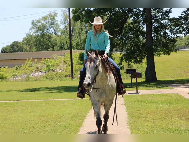 Caballo cuarto de milla Caballo castrado 8 años 157 cm Tordo in Salisaw, OK