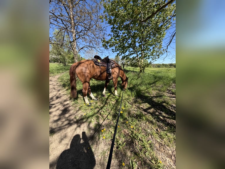 Caballo cuarto de milla Caballo castrado 8 años 160 cm Alazán in Remscheid