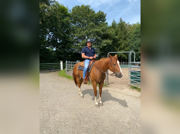 Caballo cuarto de milla Caballo castrado 8 años 160 cm Alazán in Remscheid