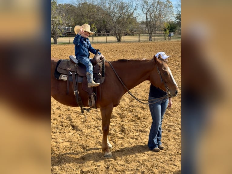 Caballo cuarto de milla Caballo castrado 8 años 160 cm Alazán-tostado in Joshua