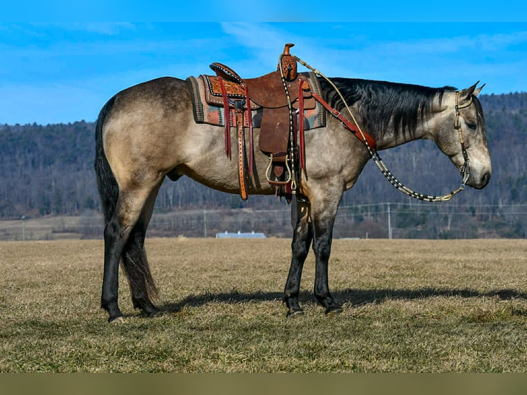 Caballo cuarto de milla Caballo castrado 8 años 160 cm Buckskin/Bayo in Rebersburg, PA