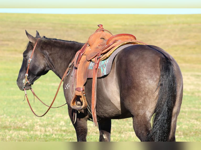 Caballo cuarto de milla Caballo castrado 8 años 160 cm Grullo in Clarion