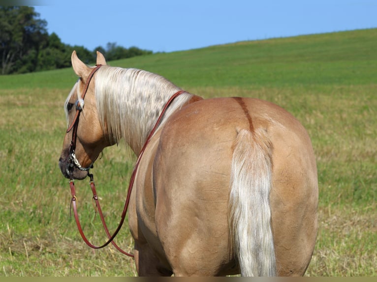 Caballo cuarto de milla Caballo castrado 8 años 160 cm Palomino in Shippenville, PA