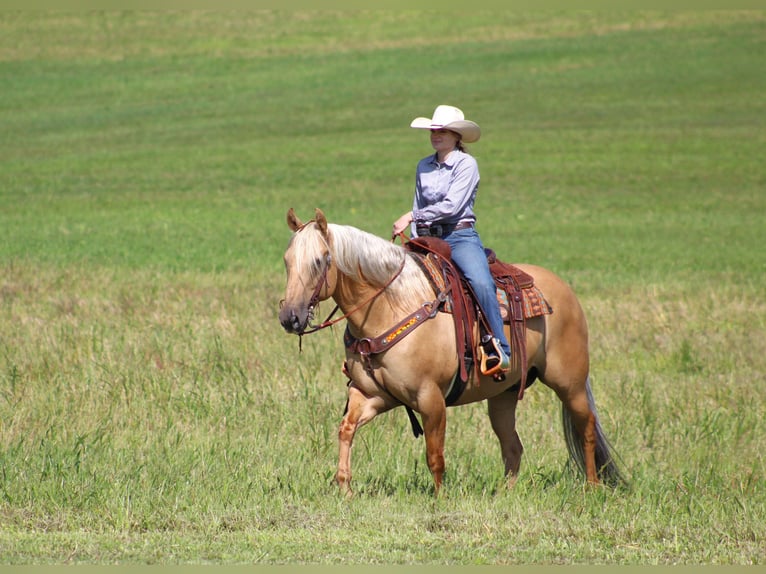 Caballo cuarto de milla Caballo castrado 8 años 160 cm Palomino in Shippenville, PA