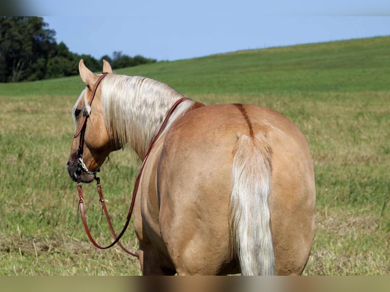 Caballo cuarto de milla Caballo castrado 8 años 160 cm Palomino in Shippenville, PA