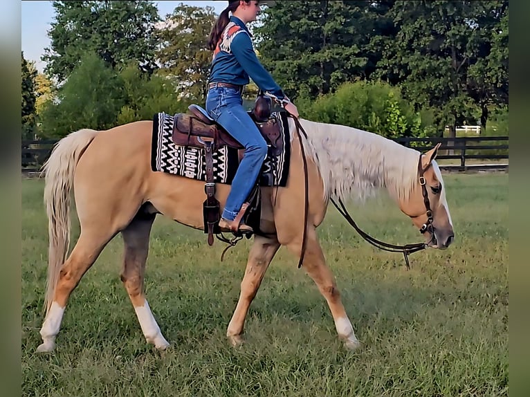 Caballo cuarto de milla Caballo castrado 8 años 160 cm Palomino in Robards