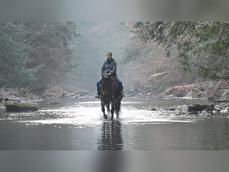 Caballo cuarto de milla Mestizo Caballo castrado 8 años 160 cm Ruano alazán in Millersburg