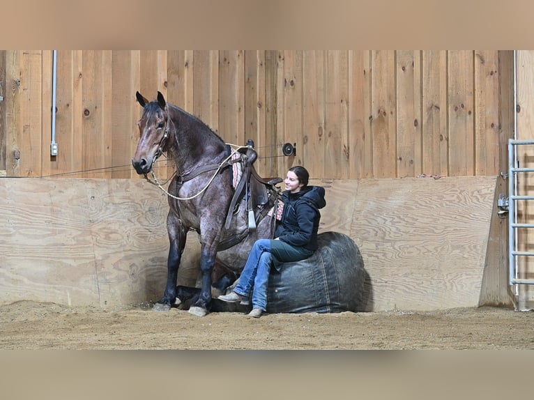 Caballo cuarto de milla Mestizo Caballo castrado 8 años 160 cm Ruano alazán in Millersburg