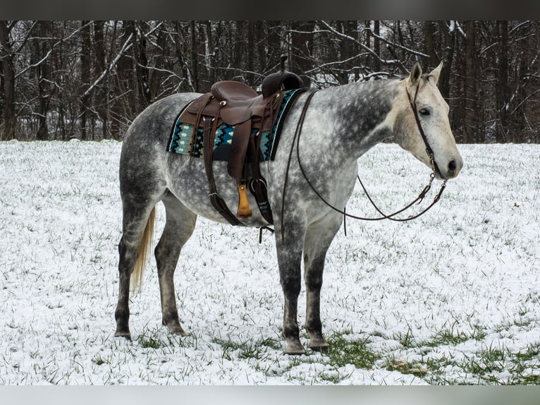 Caballo cuarto de milla Caballo castrado 8 años 160 cm Tordo in Henderson