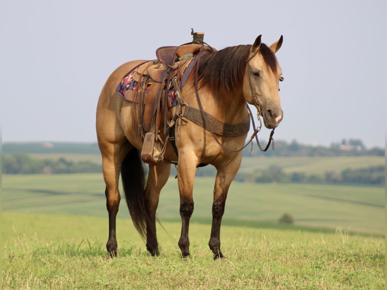 Caballo cuarto de milla Caballo castrado 8 años 163 cm Buckskin/Bayo in La Motte