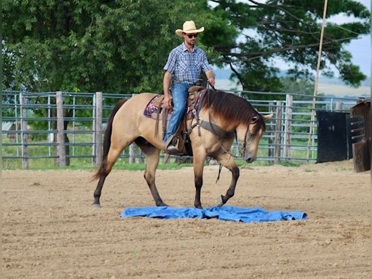 Caballo cuarto de milla Caballo castrado 8 años 163 cm Buckskin/Bayo in La Motte