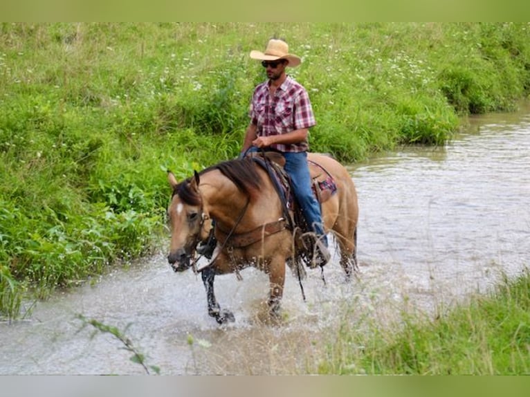 Caballo cuarto de milla Caballo castrado 8 años 163 cm Buckskin/Bayo in La Motte