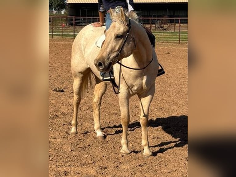 Caballo cuarto de milla Caballo castrado 8 años 163 cm Palomino in Weatherford, TX