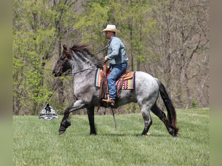 Caballo cuarto de milla Caballo castrado 8 años 163 cm Ruano azulado in Mount Vernon