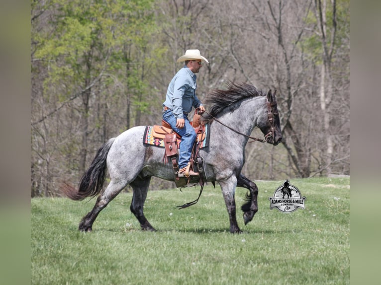 Caballo cuarto de milla Caballo castrado 8 años 163 cm Ruano azulado in Mount Vernon
