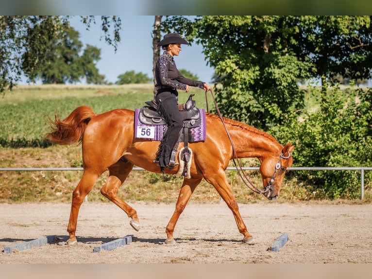 Caballo cuarto de milla Caballo castrado 8 años 165 cm Alazán in Grenzach-Wyhlen Caballo cuarto de milla Caballo castrado 8 años 165 cm Alazán in Grenzach-Wyhlen