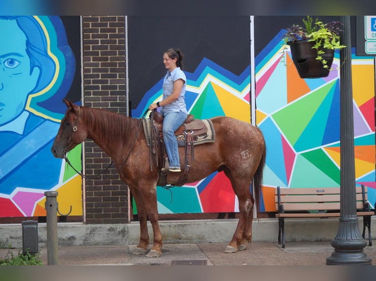 Caballo cuarto de milla Caballo castrado 8 años 165 cm Ruano alazán in Rusk TX