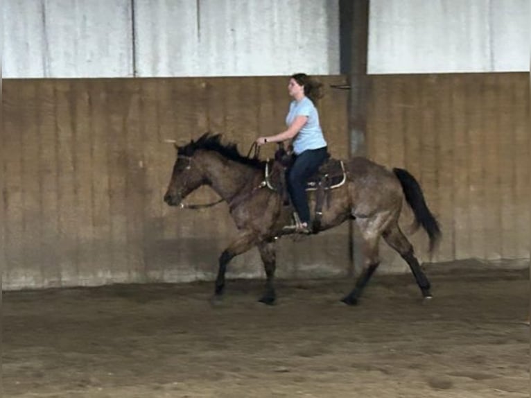 Caballo cuarto de milla Caballo castrado 8 años 170 cm Castaño-ruano in Grand Island