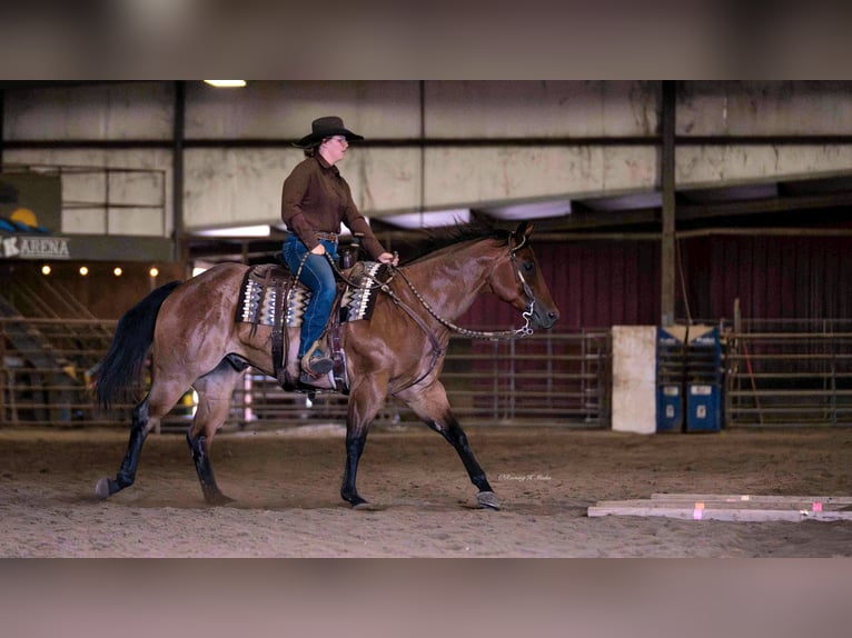 Caballo cuarto de milla Caballo castrado 8 años 170 cm Castaño-ruano in Grand Island