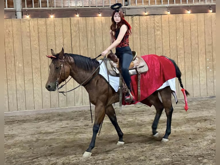 Caballo cuarto de milla Caballo castrado 8 años 170 cm Castaño-ruano in Grand Island