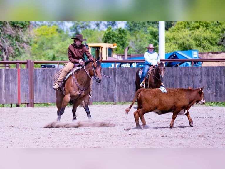 Caballo cuarto de milla Caballo castrado 8 años 170 cm Castaño-ruano in Grand Island