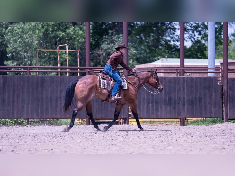 Caballo cuarto de milla Caballo castrado 8 años 170 cm Castaño-ruano in Grand Island