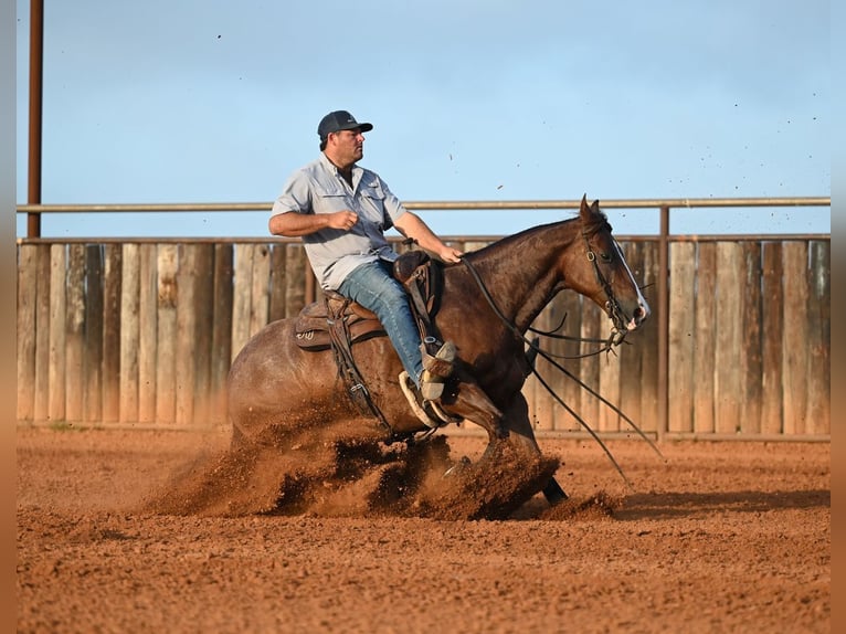 Caballo cuarto de milla Caballo castrado 8 años Alazán rojizo in Waco