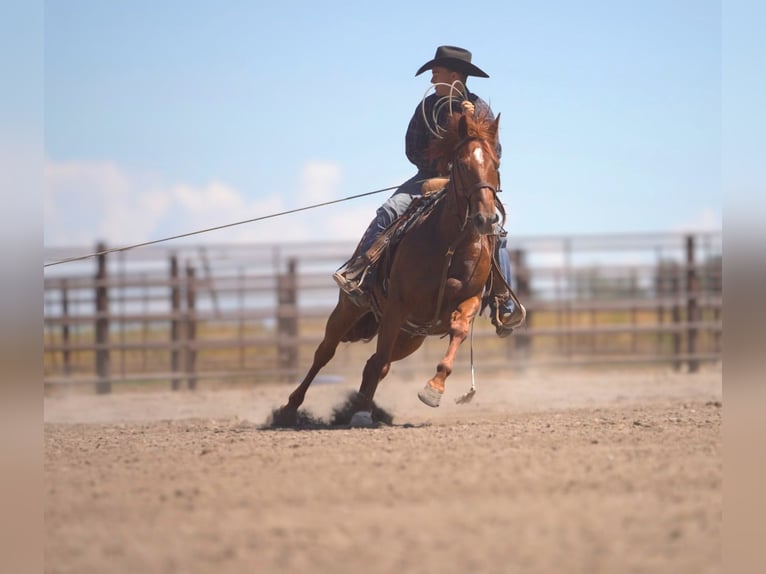 Caballo cuarto de milla Caballo castrado 8 años Alazán rojizo in Rexburg