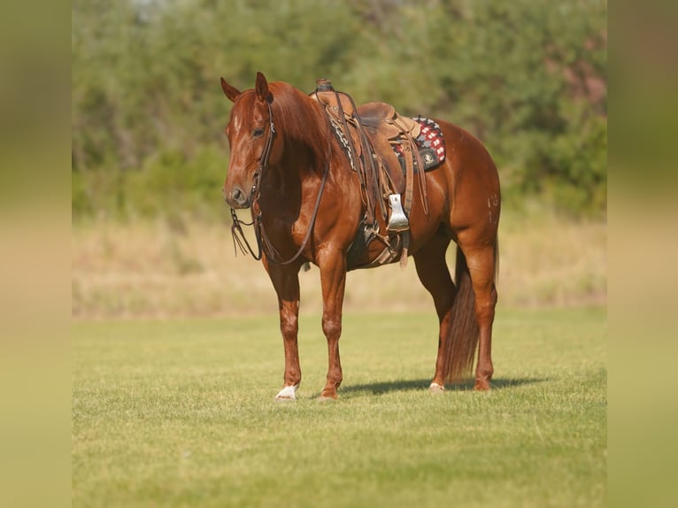 Caballo cuarto de milla Caballo castrado 8 años Alazán rojizo in Rexburg
