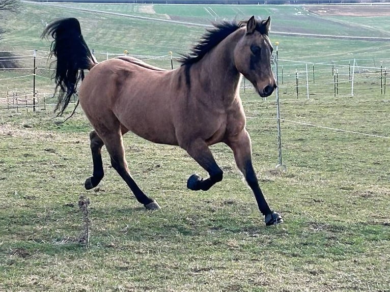 Caballo cuarto de milla Caballo castrado 8 años Bayo in Niederhelfenswil