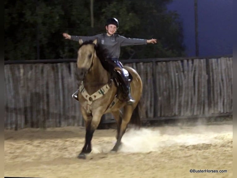 Caballo cuarto de milla Caballo castrado 8 años Buckskin/Bayo in Weatherford Tx