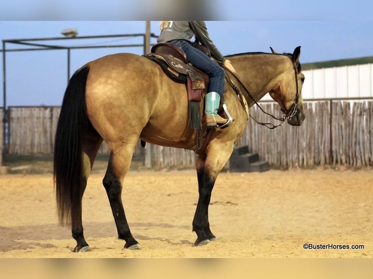 Caballo cuarto de milla Caballo castrado 8 años Buckskin/Bayo in Weatherford Tx