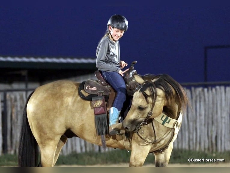 Caballo cuarto de milla Caballo castrado 8 años Buckskin/Bayo in Weatherford Tx