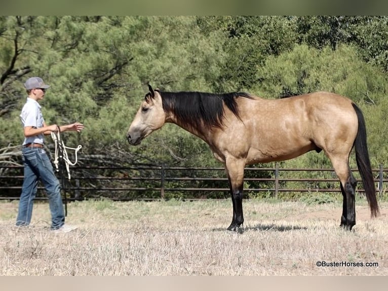 Caballo cuarto de milla Caballo castrado 8 años Buckskin/Bayo in Weatherford Tx