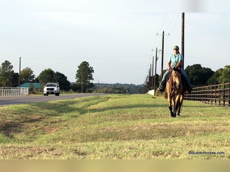 Caballo cuarto de milla Caballo castrado 8 años Buckskin/Bayo in Weatherford Tx