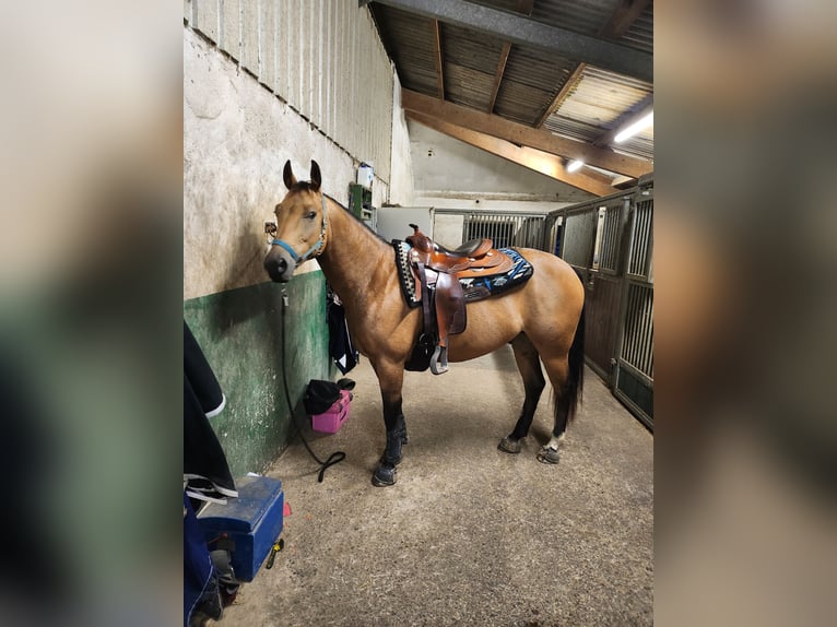 Caballo cuarto de milla Caballo castrado 8 años Buckskin/Bayo in Neunkirchen-Seelscheid