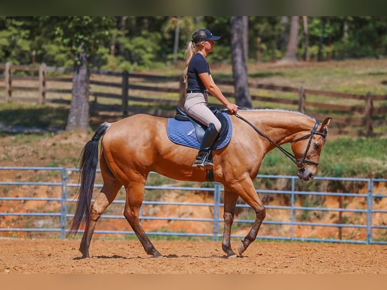 Caballo cuarto de milla Caballo castrado 8 años Buckskin/Bayo in Lyles