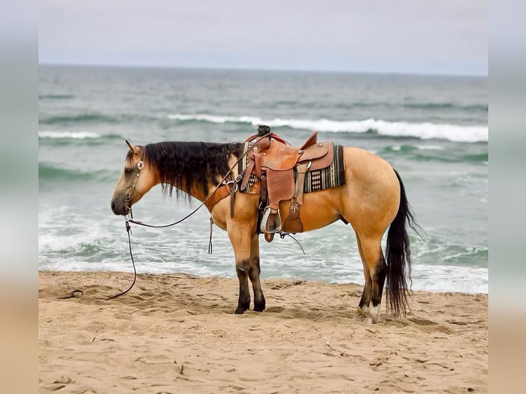 Caballo cuarto de milla Caballo castrado 8 años Buckskin/Bayo in Paicines CA