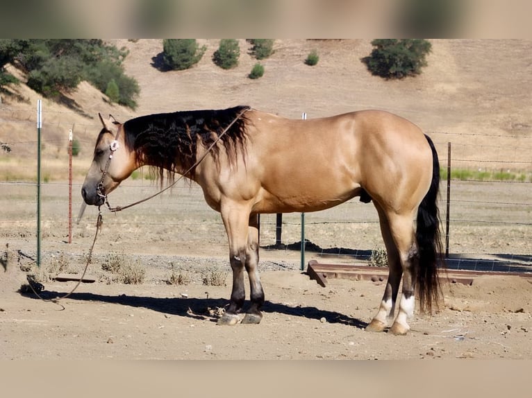 Caballo cuarto de milla Caballo castrado 8 años Buckskin/Bayo in Paicines CA