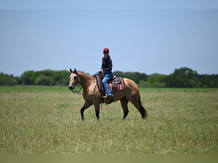 Caballo cuarto de milla Caballo castrado 8 años Buckskin/Bayo in Dublin