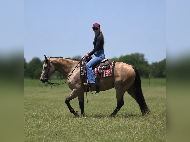 Caballo cuarto de milla Caballo castrado 8 años Buckskin/Bayo in Dublin