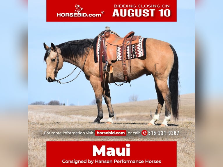 Caballo cuarto de milla Caballo castrado 8 años Buckskin/Bayo in Joice